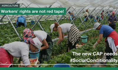 Agricultural workers picking fruit in polytunnel